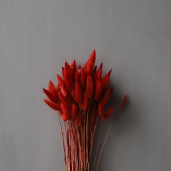 Lagurus - røde, tørrede blomster (ét bundt)